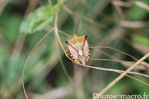 Carpocoris mediterraneus